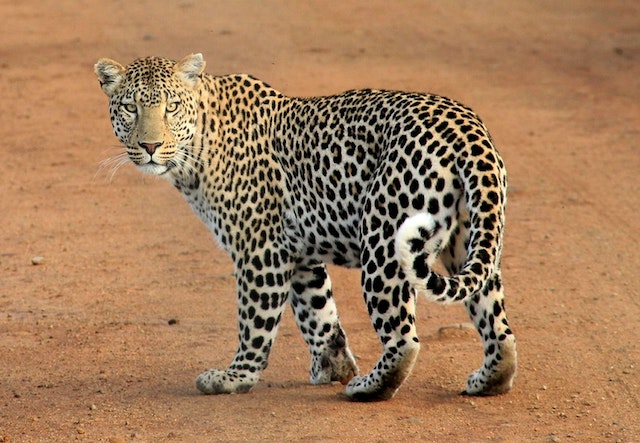 Safari in Tanzania con bambini: Un'avventura indimenticabile per tutta la famiglia!